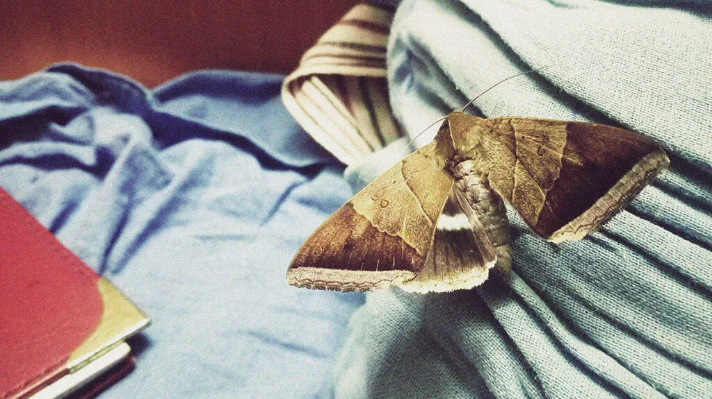 Moth in the Home
